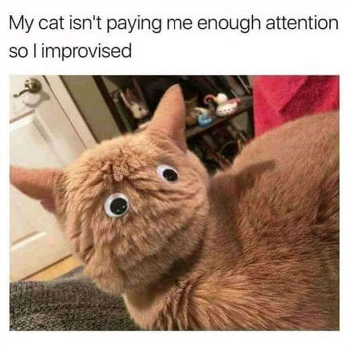 Funny cat with googly eyes, captioned for humor, reflects wholesome memes reminding us the world isn’t all bad.