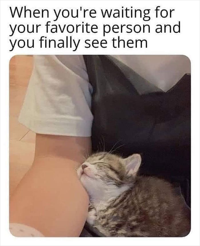 Cute kitten sleeping peacefully on a person's arm, embodying wholesome memes and positivity.