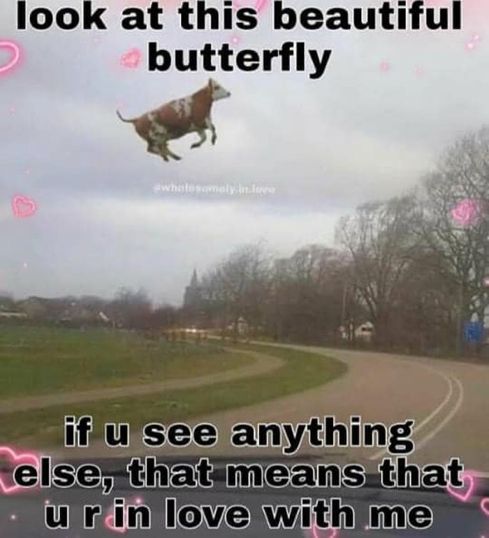 A humorous meme shows a flying cow labeled as a "beautiful butterfly," highlighting wholesome humor.
