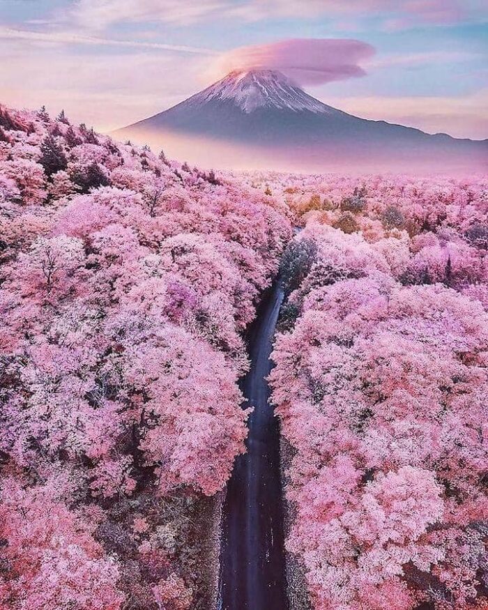 Fuji Mountain