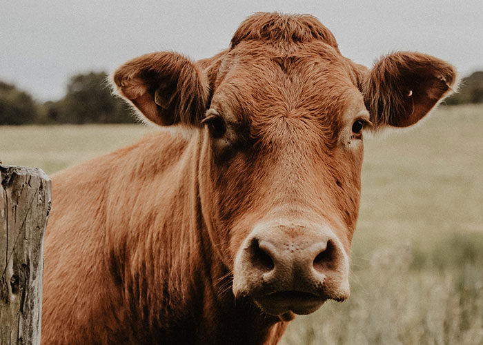 Close-up of a brown cow in a field, representing animals that don't get the recognition they deserve.