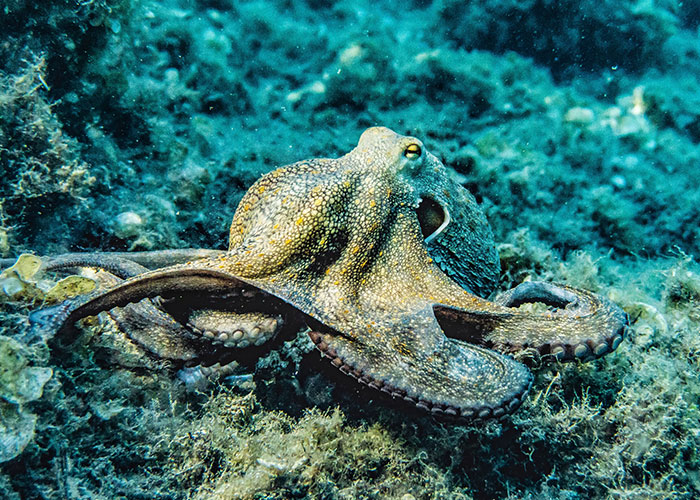Octopus resting on the ocean floor, one of the animals that don't get the recognition they absolutely deserve.