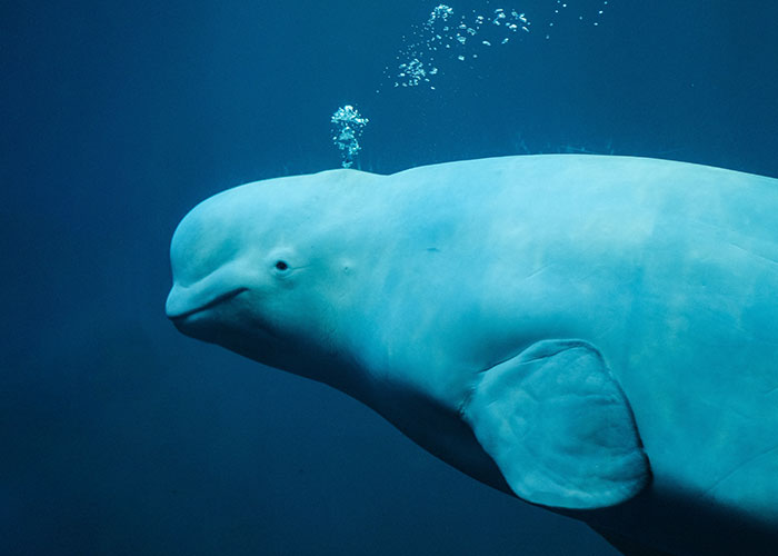 Beluga whale swimming underwater, one of the animals that don't get the recognition they absolutely deserve.