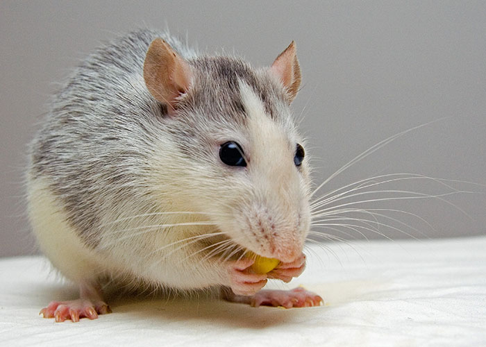 Close-up of a small rodent eating, showcasing one of the animals that don’t get the recognition they deserve.