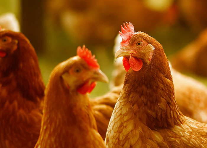 Close-up of several chickens outdoors, highlighting animals that don’t get the recognition they deserve in nature.