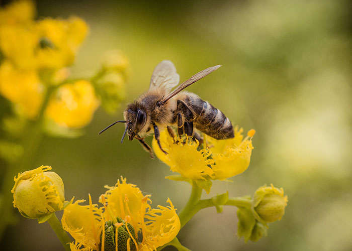 Honeybee pollinating bright yellow flowers, one of the 50 animals that don't get the recognition they deserve in nature.