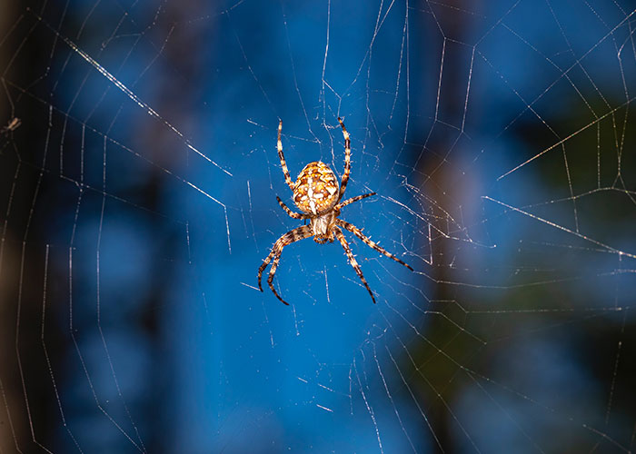 Close-up of a spider in its web showcasing one of the animals that don't get the recognition they deserve online.
