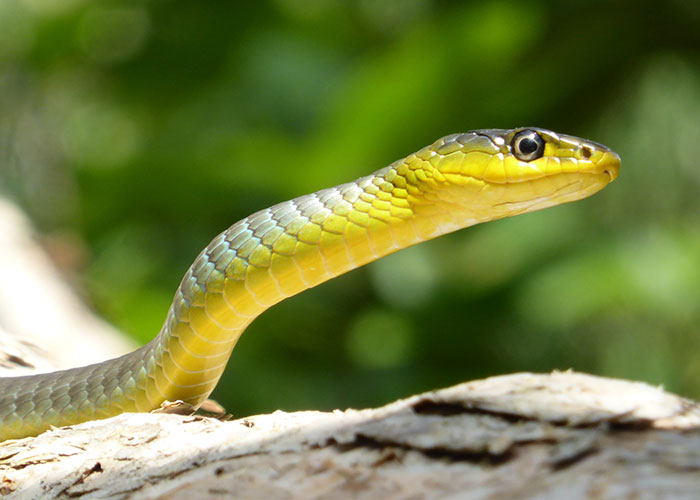 Close-up of a green snake on a branch, one of the 50 animals that don’t get the recognition they deserve.