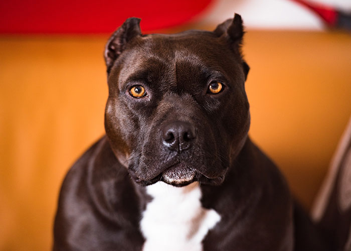 Close-up of a black and white dog with amber eyes, one of the animals that don't get the recognition they deserve.