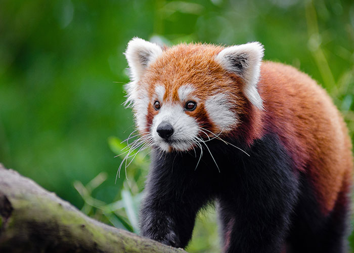 Red panda walking on a branch in a forest, one of the animals that don't get the recognition they deserve.
