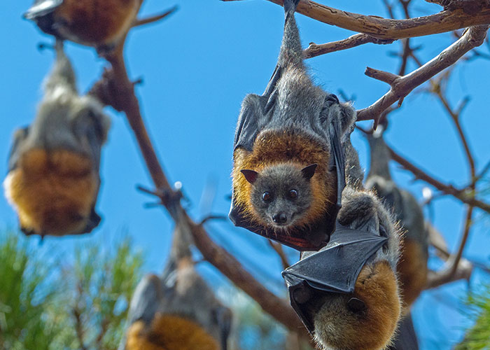 Fruit bats hanging upside down on tree branches, showcasing animals that don't get the recognition they deserve.