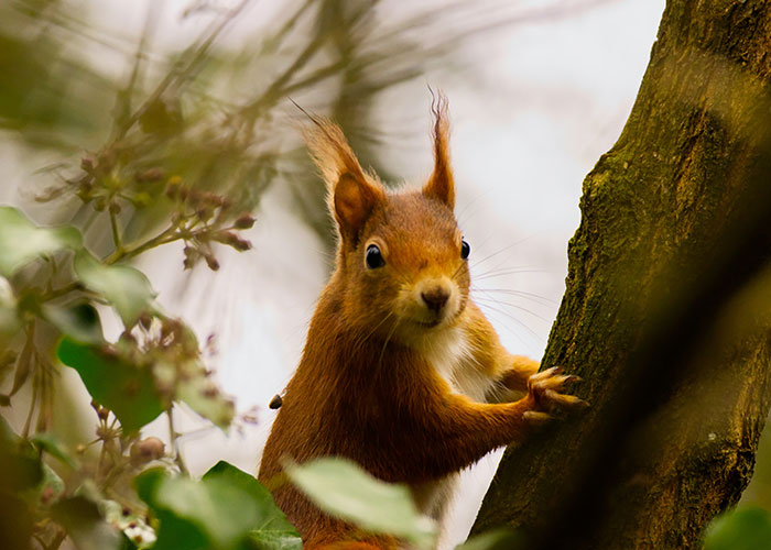 Red squirrel perched on tree trunk surrounded by leaves, featured among animals that don't get recognition they deserve.