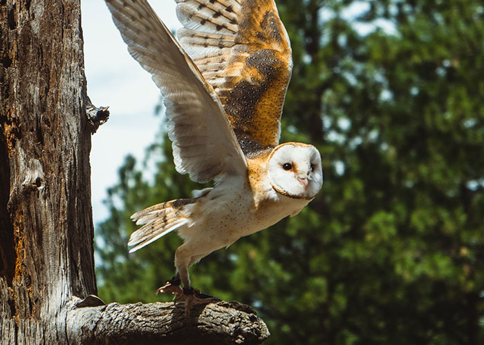 Barn owl in mid-flight from a tree branch, showcasing one of 50 animals that don't get the recognition they deserve.