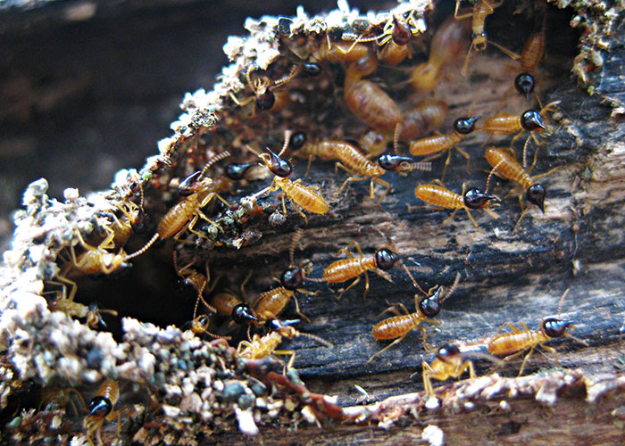 Close-up of small ants on decaying wood, highlighting animals that don't get the recognition they deserve.