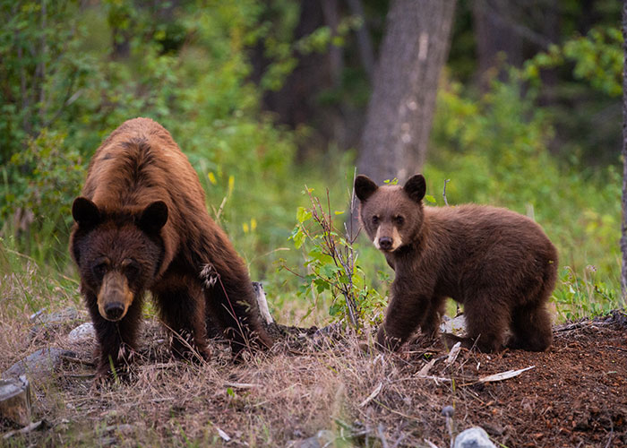 Two bears in a forest, showcasing animals that don't get the recognition they absolutely deserve in nature.