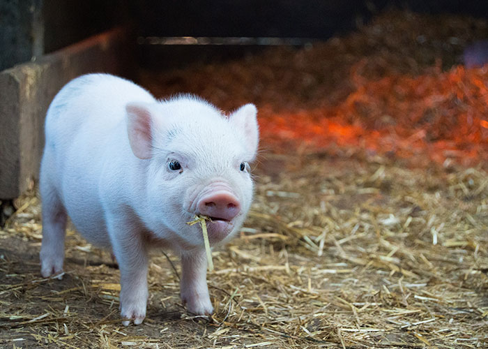Young piglet on straw bedding representing animals that don't get the recognition they deserve in an informative online thread.