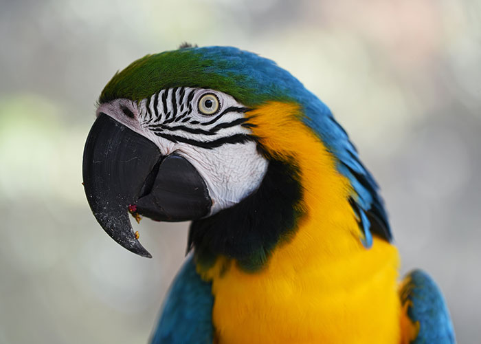 Close-up of a colorful macaw parrot, one of the animals that don’t get the recognition they deserve in nature.