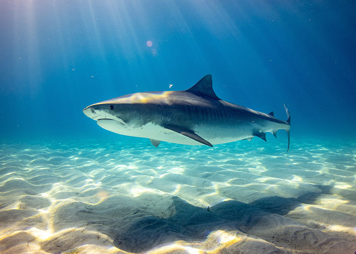 Tiger shark swimming gracefully underwater, showcasing one of the animals that don't get the recognition they deserve.