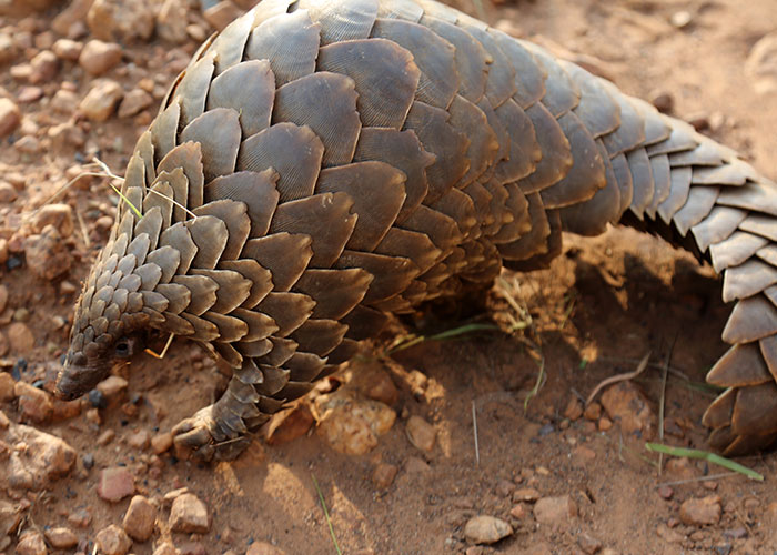 Pangolin covered in protective scales walking on dry, rocky ground, one of the animals not getting enough recognition.