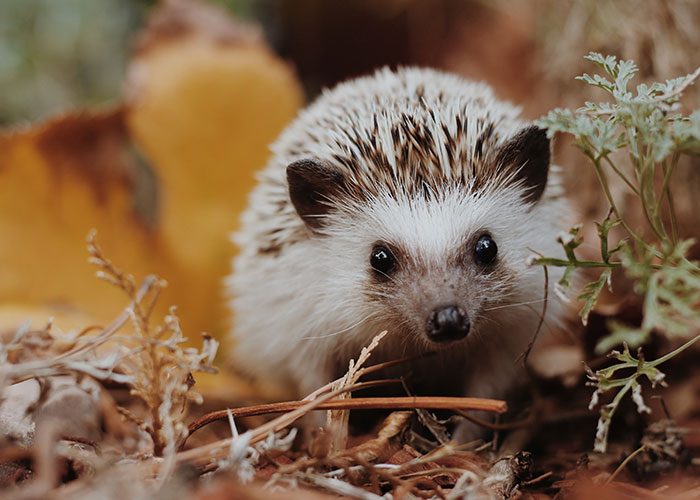 Close-up of a hedgehog among leaves and twigs, one of the animals that don't get the recognition they deserve.