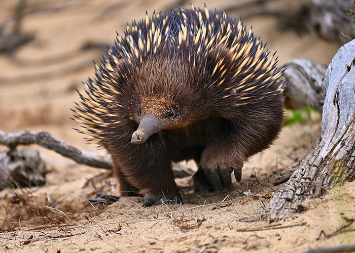 Echidna walking on sandy ground with dry branches, one of the animals that don’t get the recognition they deserve.
