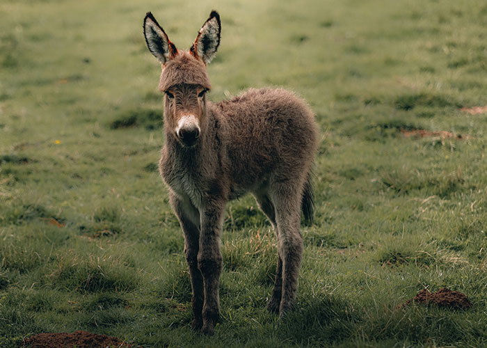 Young donkey standing on green grass, one of the 50 animals that don't get the recognition they deserve.