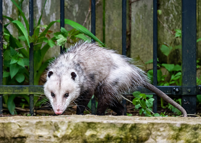 Opossum walking near a fence surrounded by greenery, highlighting animals that don’t get the recognition they deserve.
