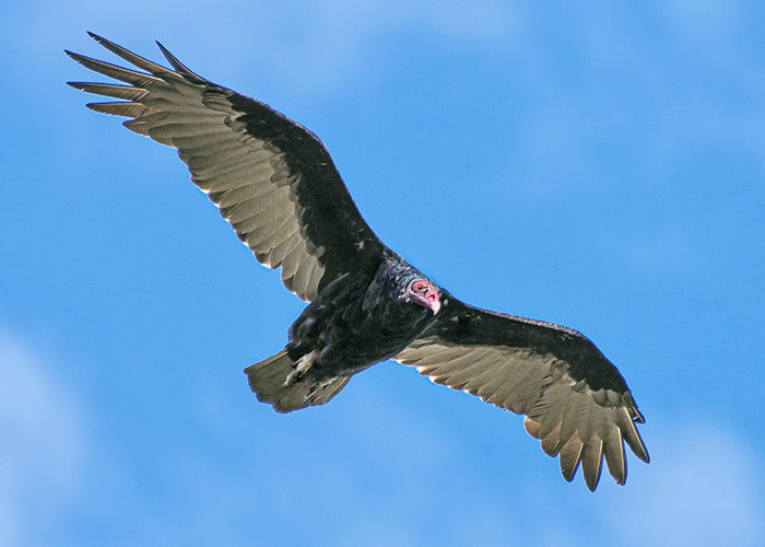 Turkey vulture soaring in the blue sky, one of the animals that don't get the recognition they absolutely deserve.