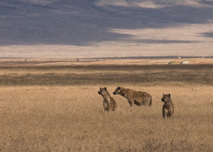 Three hyenas standing in a dry grassland, showcasing animals that don't get the recognition they deserve in the wild.
