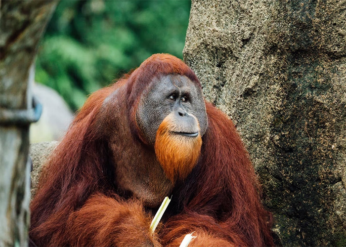 Orangutan sitting thoughtfully near a rock, representing animals that don't get the recognition they deserve.