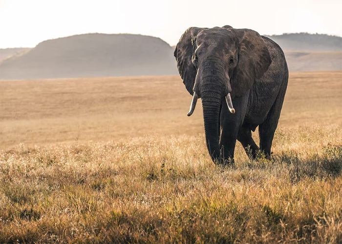 Elephant standing alone in a dry grassland, representing animals that don't get the recognition they deserve.