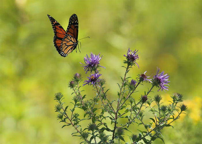 Monarch butterfly, one of the animals that don't get the recognition they absolutely deserve, perched on purple wildflowers.