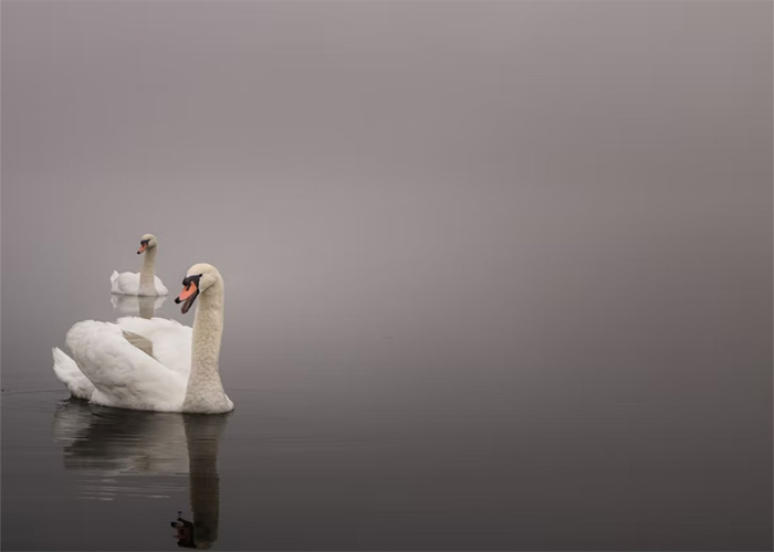 Two white swans peacefully swimming on calm water, highlighting animals that don’t get the recognition they deserve.
