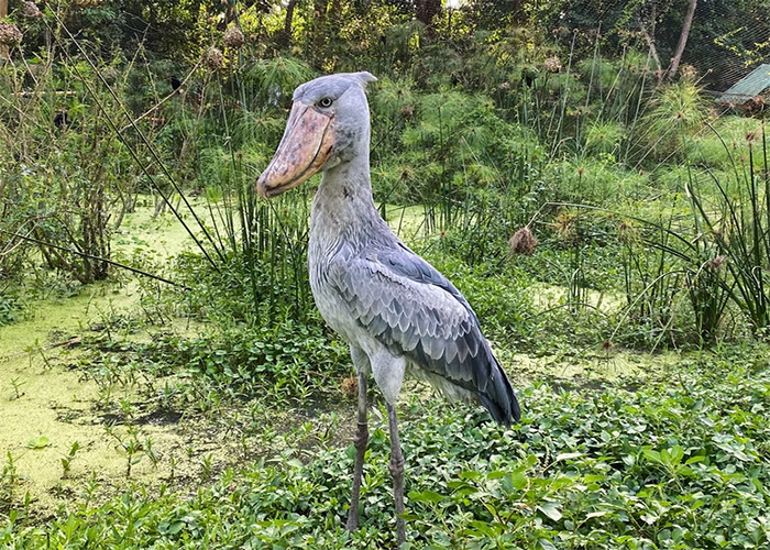 Shoebill standing in a green wetland area, an example of animals that don’t get the recognition they deserve.