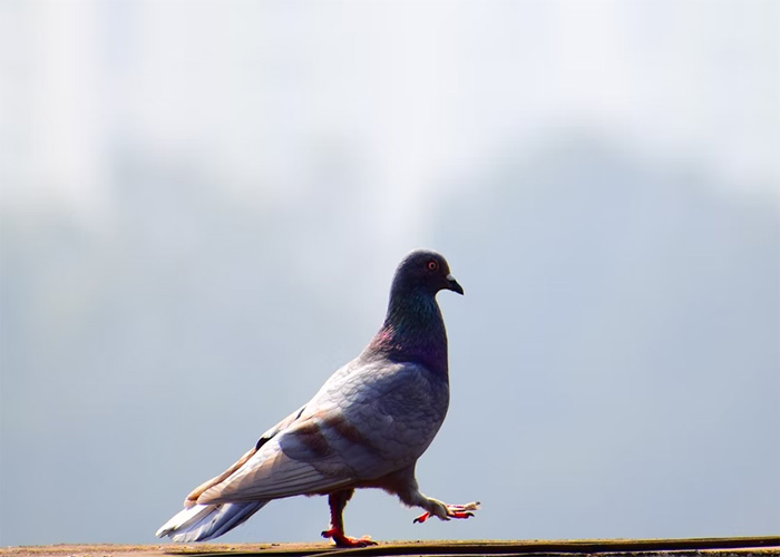 Pigeon walking on ledge in natural light representing animals that don't get the recognition they deserve.
