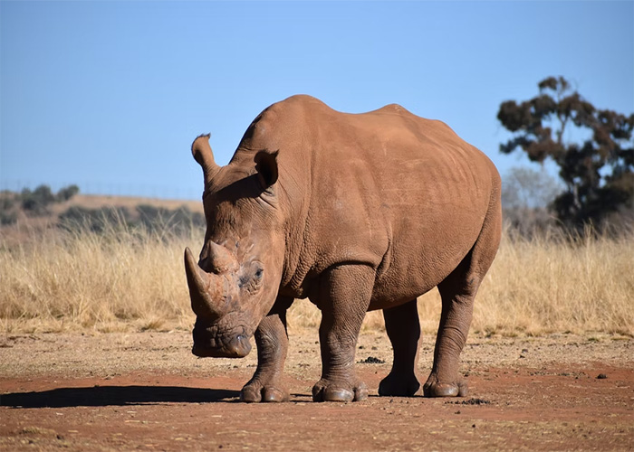 Rhino standing in dry grassland under clear blue sky, one of 50 animals that don't get the recognition they deserve.