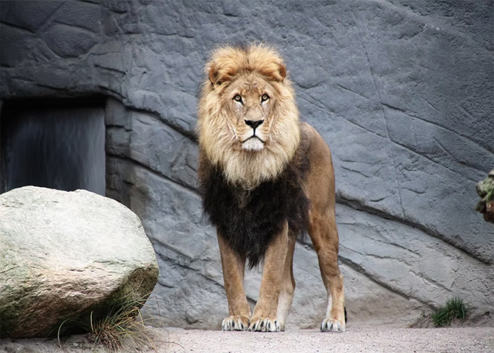Lion standing in a rocky enclosure, highlighting one of the animals that don't get the recognition they deserve.