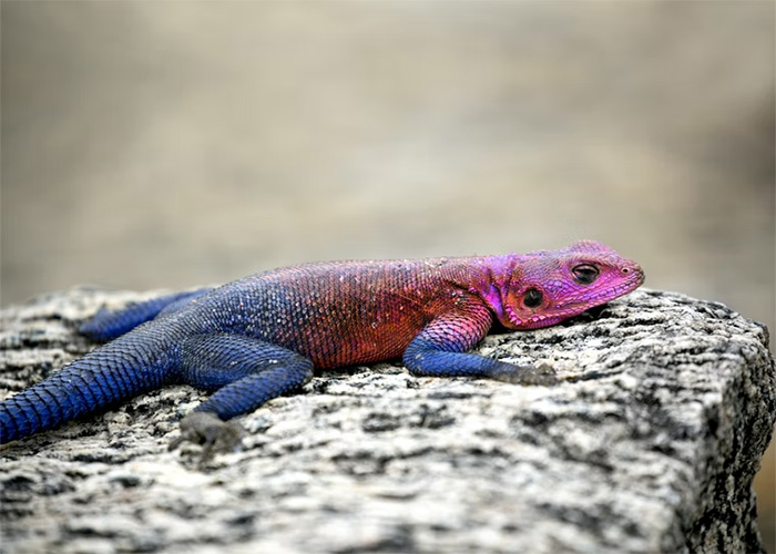 Colorful lizard resting on a rock, showcasing one of the animals that don't get the recognition they deserve in nature.