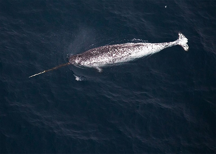 Narwhal swimming in dark ocean waters, an example of animals that don't get the recognition they deserve.