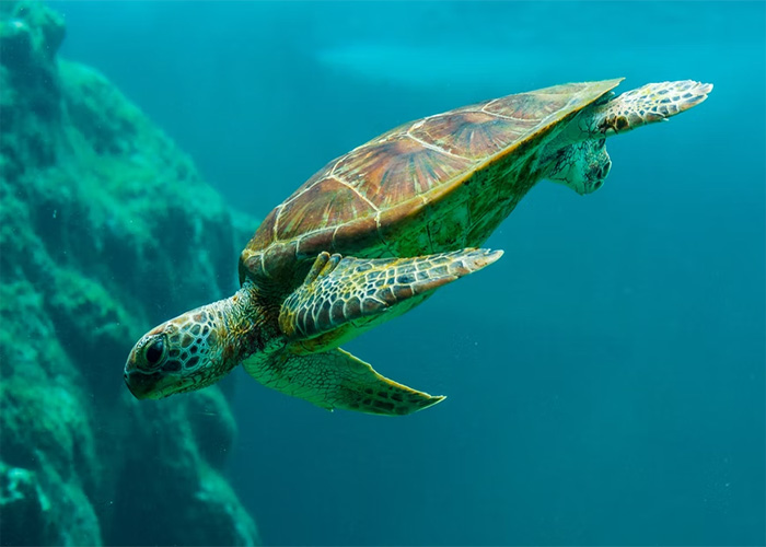 Green sea turtle swimming underwater near a rocky ocean reef featuring animals that don't get recognition.