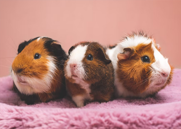 Three guinea pigs with brown, white, and black fur resting on a soft pink blanket, showcasing animals that deserve recognition.