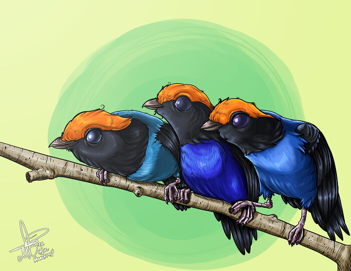Blue Manakins :d