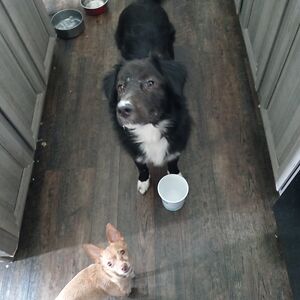 mischeviousme avatar