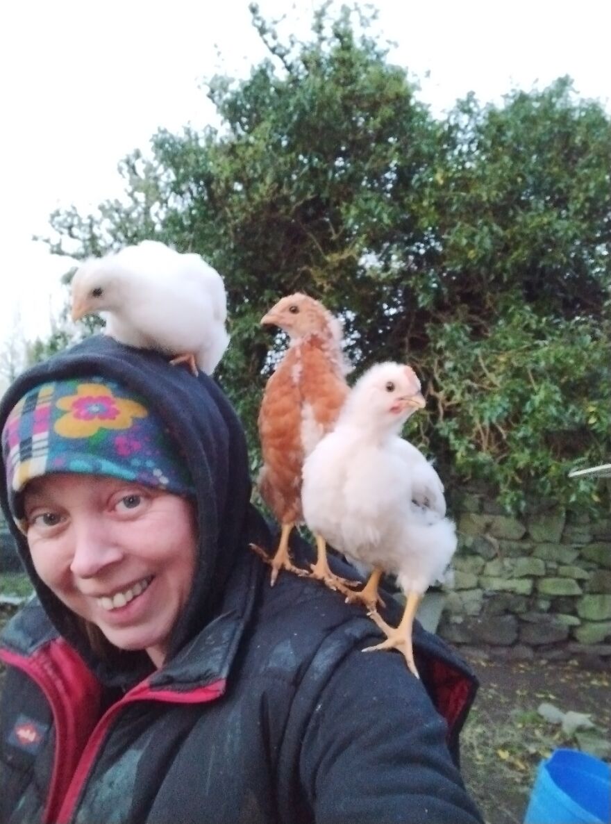 The Three Chicketeers