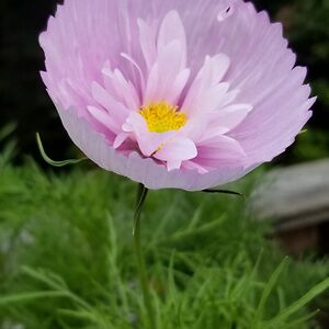 sillydragonfly4_1 avatar