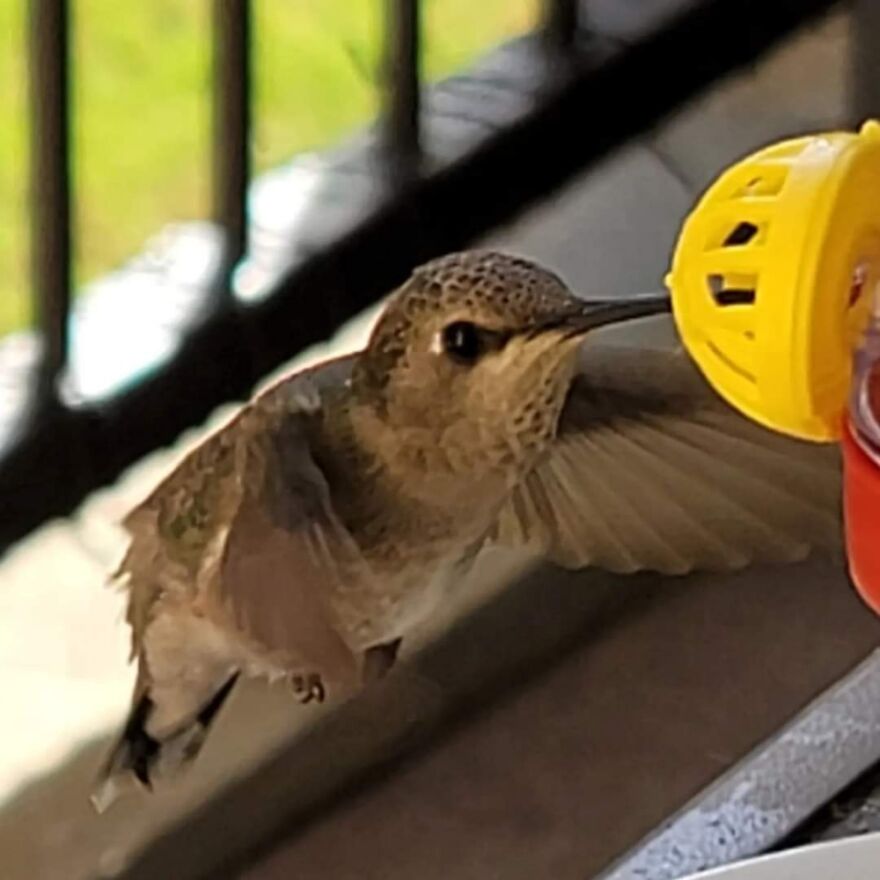 She Was So Close I Could Have Touched Her! (Female Black Chinned Hummingbird)