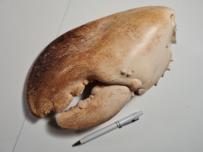 Lobster Claw (Pen For Size). Sent From Maine To Denmark Just After Ww2, Filled With Chocolates.