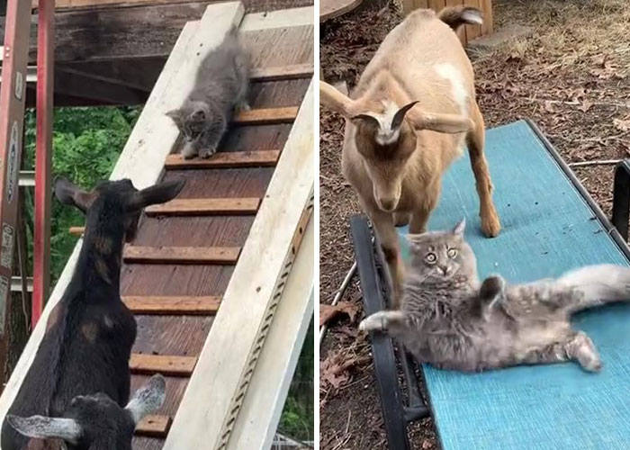 Stray Kitten Becomes The ‘Gray Goat’ Of The Pen, Acting Just Like The Tiny Goats That Became His Family