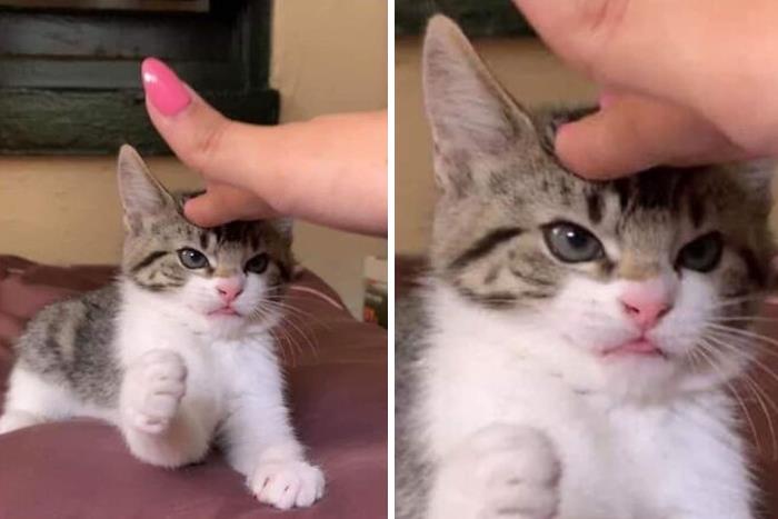 50 Times Cats Had Such ‘Powerful Auras’, Their Owners Just Had To Take A Pic