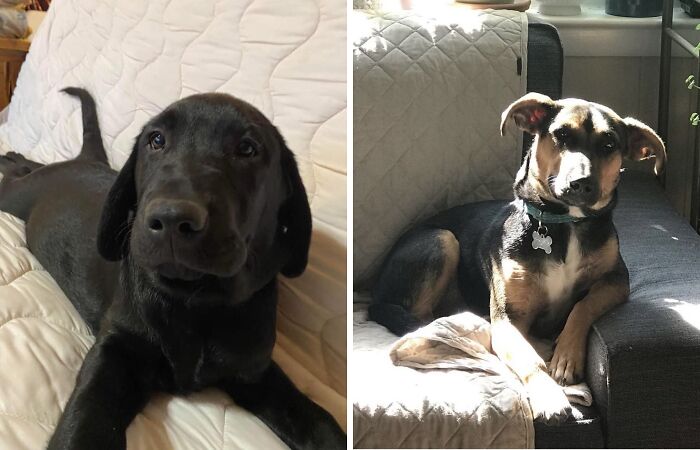 Hey Pandas, If Your Dog Was On A Dating Site, What Would Its Profile Pic Be? (Closed)